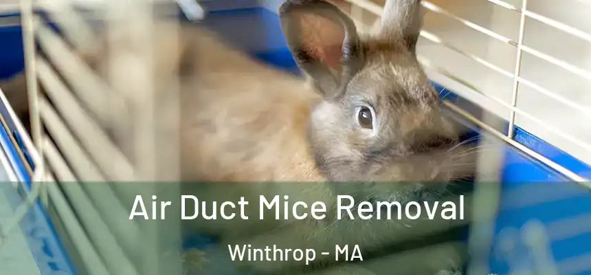  Air Duct Mice Removal Winthrop - MA